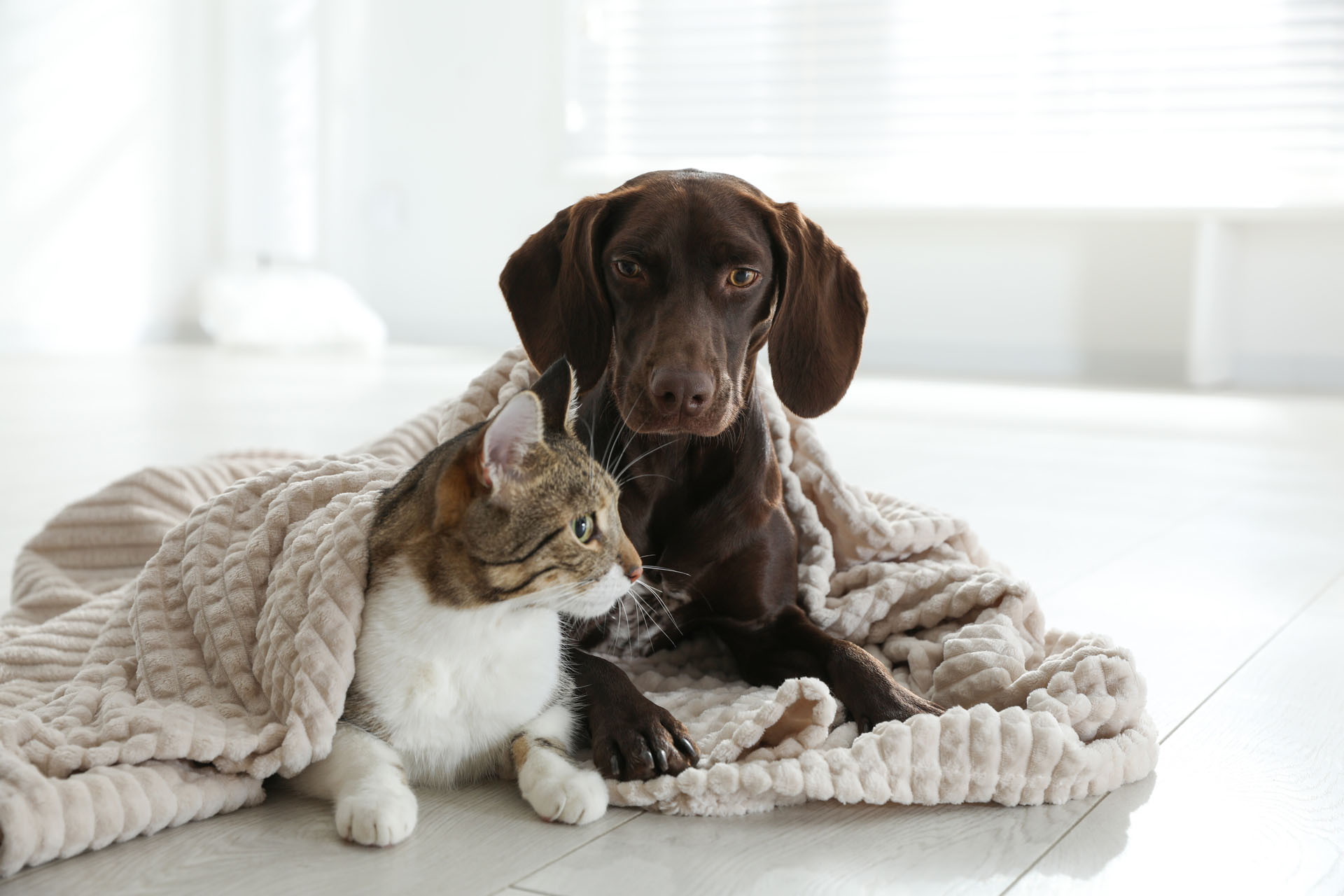 Veterinarian in Davie, FL